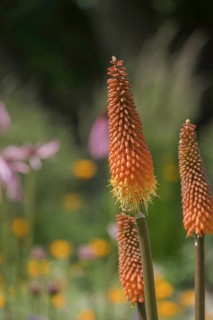 Torch lily (Kniphofia), also known as rocket flower, Brittany, France