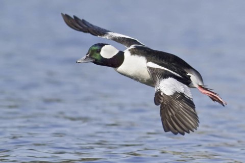 Bufflehead (Bucephala albeola) male flying, British Columbia, Canada
