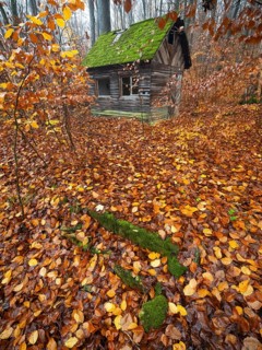 Hunter's hut, old dilapidated wooden hut with roof covered with moss, surrounded by beech woodland