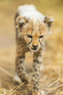 Cheetah (Acinonyx jubatus) youngster walking on a meadow, captive, occurrence Africa