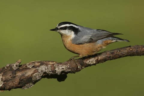 Red-breasted Nuthatch (Sitta canadensis), Ohio, USA
