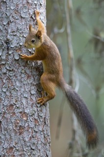 Squirrel, animals, mammals, climbs on tree, (Sciurus vulgaris vulgaris), squirrel, Lentiira,