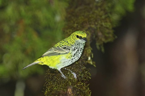 Speckled Tanager Tangara guttata Las Cruces OTS Station, San Vito, Costa Rica 4 November Adult
