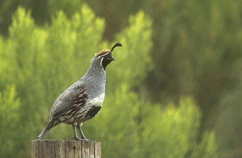 Gambel's Quail (Callipepla gambelii) male, Arizona, USA