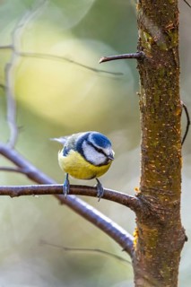 Blue Tit, Cyanistes Caeruleus, bird in forest