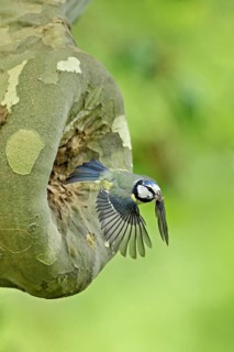 Blue tit (Parus caeruleus), taking off from the breeding den, Canton Zug, Switzerland