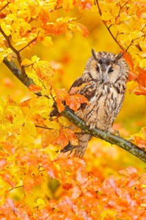 Bird in orange forest, yellow leaves. Long-eared Owl with orange oak leaves during autumn. Wildlife