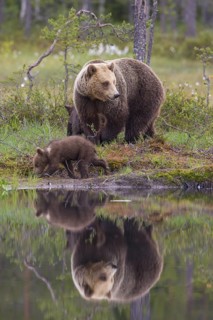 Eurasian Brown Bear (Ursus arctos) mother with cubs, Finland