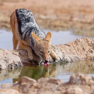 Black-backed jackal (Lupulella mesomelas), adult animal, drinking at a waterhole, facing camera,