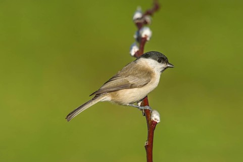 Swamp tit (Parus palustris) Marsh Tit • Baden-Württemberg, Germany, Baden-Württemberg, Federal