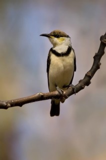 Banded Honeyeater (Cissomela pectoralis) juvenile, Western Australia, Australia