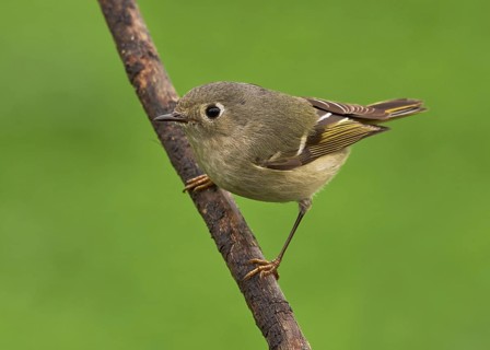 Ruby-crowned Kinglet (Regulus calendula)