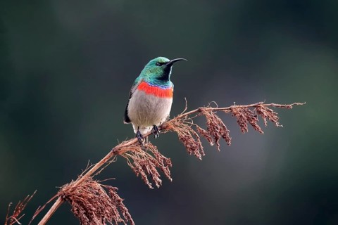 Cape Sunbird (Cinnyris chalybeus), adult, male, in perch, Kirstenbosch Botanical Gardens, Cape