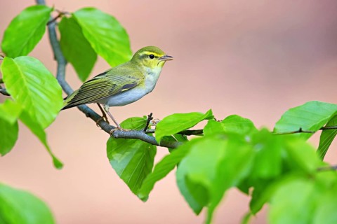 Wood warbler, (Phylloscopus sibilatrix), animals, birds, biotope, perch, songbirds, family of