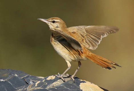 Rufous-tailed Scrub Robin (Cercotrichas galactotes), Alcoutim, Portugal