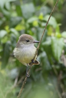 Galapagos Flycatcher (Myiarchus magnirostris), Galapagos, Ecuador