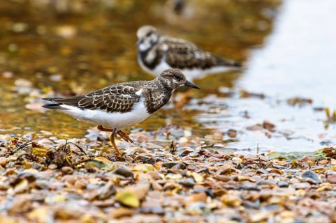 Ruddy Turnstone, Arenaria interpres