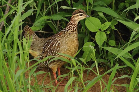 Crested Francolin (Dendroperdix sephaena), Tsavo East National Park, Kenya