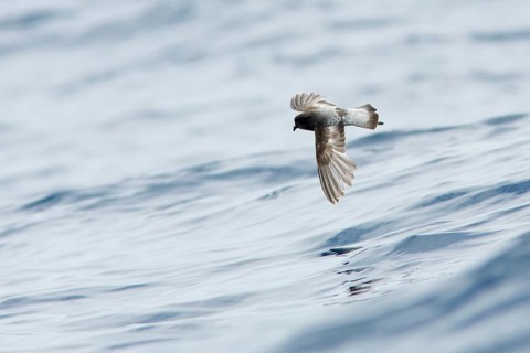 Grey-backed Storm Petrel (Garrodia nereis) flying, Victoria, Australia