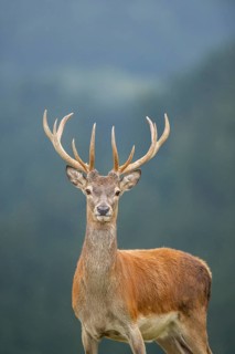 Red deer (Cervus elaphus) stag, portrait, tirol, Kitzbühel, Wildpark Aurach, Austria