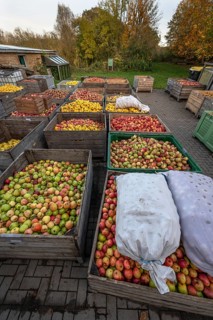 Boxes of fruit delivered to the yard of a cidery, Mecklenburg-Vorpommern, Germany