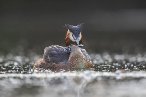 Great Crested Grebe (Podiceps cristatus) with chick, North Rhine-Westphalia, Germany
