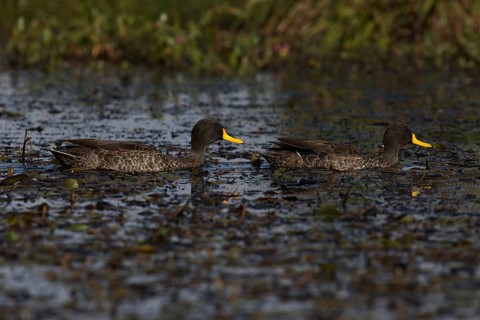 Yellow-billed Duck (Anas undulata ruppelli) pair, Bale Mountains National Park, Ethiopia