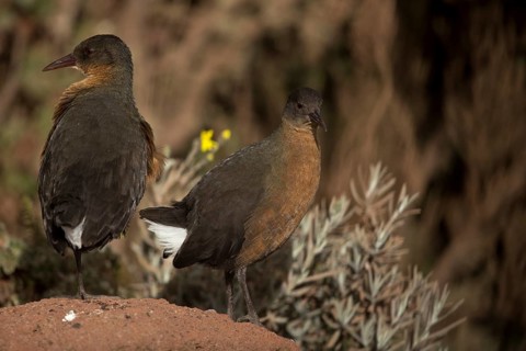 Rouget's Rail (Rougetius rougetii) pair, Bale Mountains National Park, Ethiopia
