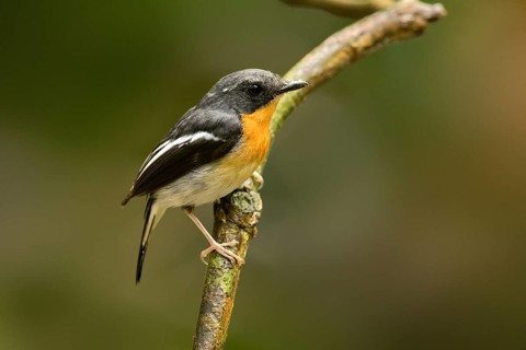 Rufous-chested Flycatcher (Ficedula dumetoria) male perched on a branch, Selangor, Malaysia