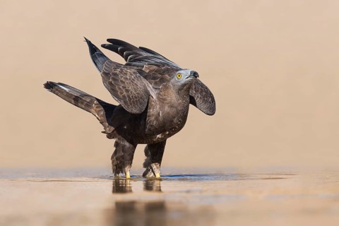European Honey Buzzard (Pernis apivorus), Eilat, Israel