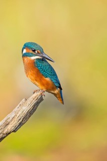 Common Kingfisher (Alcedo atthis) juvenile male, Saxony-Anhalt, Germany