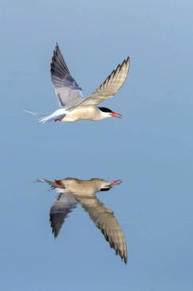 Common Tern, Common Tern, Common Tern, (Sterna hirundo), family of terns, biotope, foraging, flight
