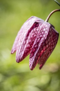 Snake's Head Fritillary (Fritillaria meleagris) in bloom, Dresden, Saxony, Germany