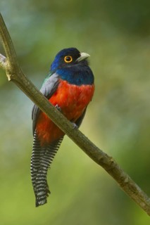 Blue-crowned Trogon (Trogon curucui), Manu National Park, Peru