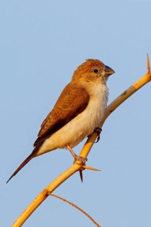 African silverbill, silver beak, silver pheasant, trusting bird, ornamental bird in Europe, family