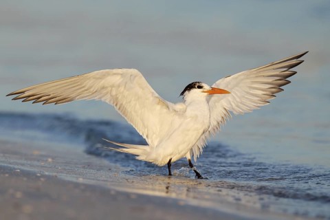 Royal Tern (Thalasseus maximus), Florida, USA