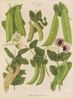 Vegetables, sweet peas, shelling peas, peas, after Ernst Samuel Benary (10 November 1819, 19