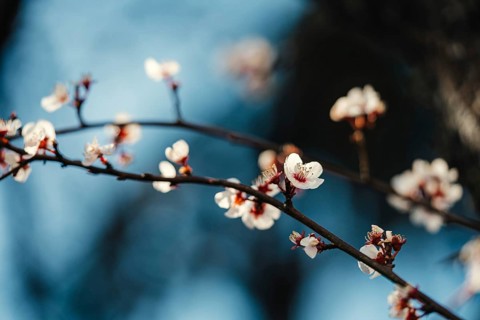 Close up of a wild cherry blossom branch against a soft, blurred background. Delicate white petals
