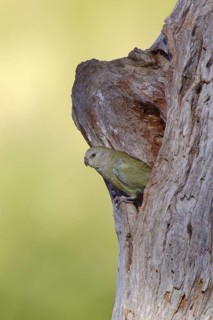 Red-rumped Parrot (Psephotus haematonotus) female, Victoria, Australia