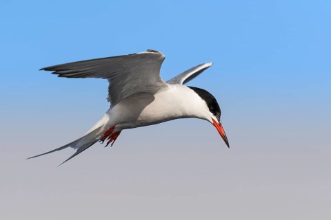 Common Tern (Sterna hirundo) flying, Eilat, Israel