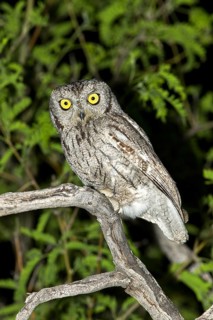 Western Screech-Owl Megascops kennikottii Tucson, Pima County, Arizona, United States 13 April