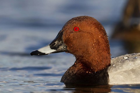 Common Pochard (Aythya ferina) male, Bavaria, Germany