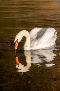 Swan on the Ruhr, Lake Baldeney, Essen, Reflection, North Rhine-Westphalia, Germany