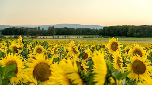 A vibrant sunflower field basks in the golden glow of sunset in Geneva, Swiss. Bright yellow blooms