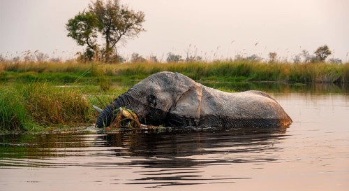 African elephant (Loxodonta africana) grazing in the swamp, Xakanaxa Lagoon, Okavango Delta, Moremi