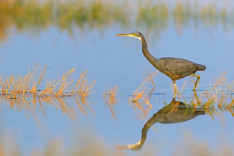 Heron, (Egretta gularis), heron, animals, birds, biotope, habitat, foraging Salalah, Raysut,