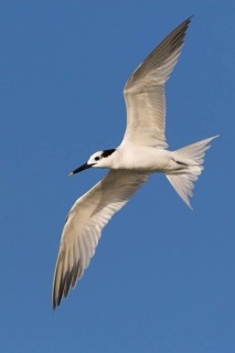 Sandwich Tern (Thalasseus sandvicensis) flying, Florida, USA