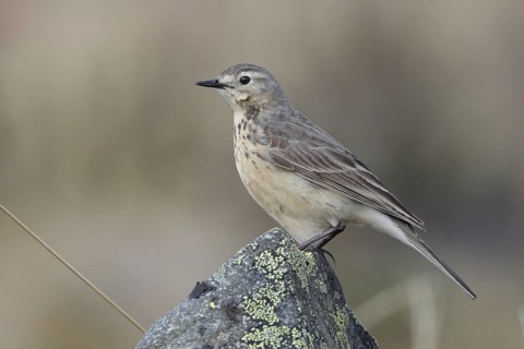 Buff-bellied Pipit (Anthus rubescens), Alaska, USA