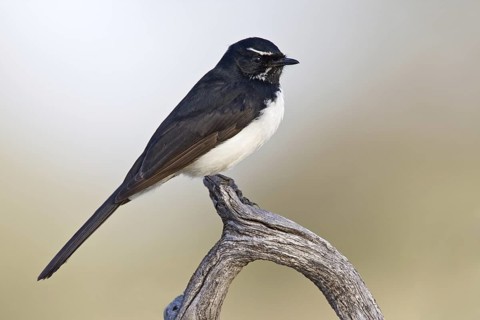 Willie Wagtail (Rhipidura leucophrys), Queensland, Australia
