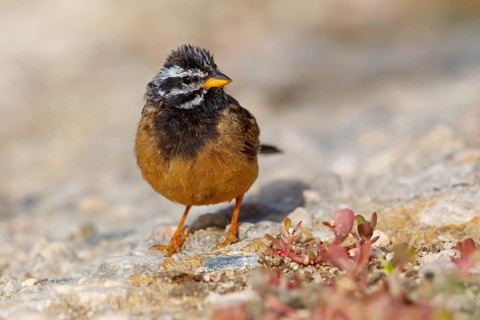 Africa, Oman, cinnamon-breasted bunting (Emberiza tahapisi), Tawi Atayr, Salalah, Dhofar, Oman